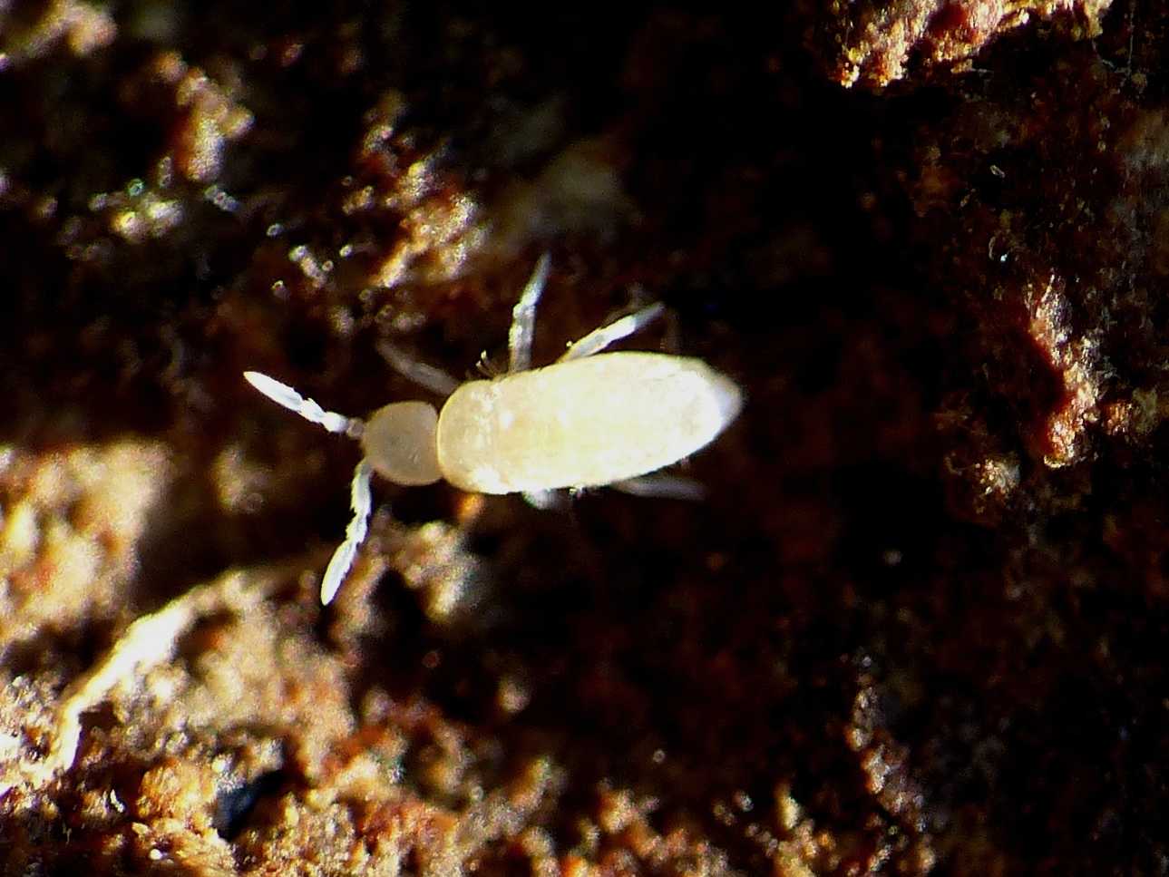 Collemboli mirmecofili: Cyphoderus sp.